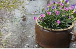 Was für ein Sonntag: Saufgelage für die Pflanzen... - Kuscheln zuhause!