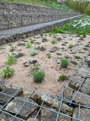 Der Anfang ist gepflanzt auf dem Gabionenhang: Bad Gandersheims erstes Kräuterbeet!