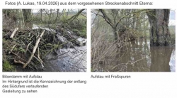 Biber an der Eterna, Antrag der Stadtratfraktion der Grünen in Bad Gandersheim!