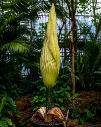 Blühfähige Titanenwurz-Knolle aus Botanischem Garten gestohlen - Ermittler suchen nach Zeugen