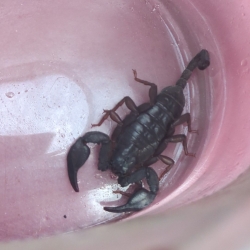 Skorpion in der Goslarer Innenstadt auf Wanderschaft