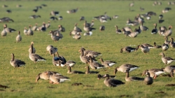 Naturscouts laden zur Führung rund um den Vogelzug ein